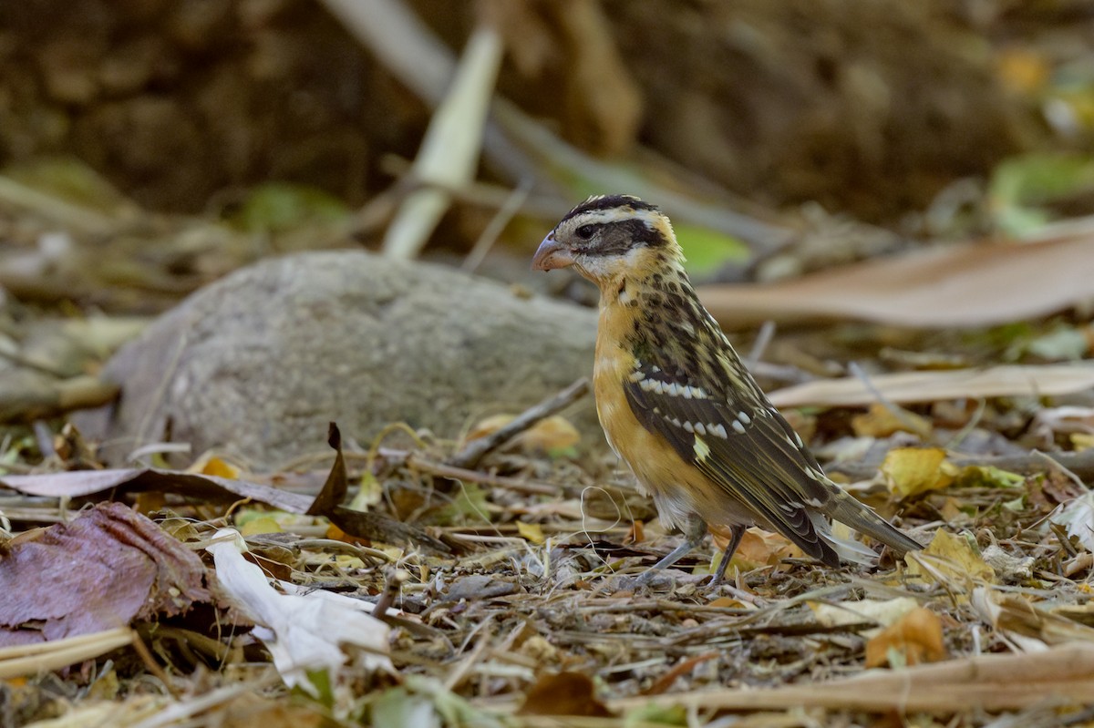 Black-headed Grosbeak - ML623935528