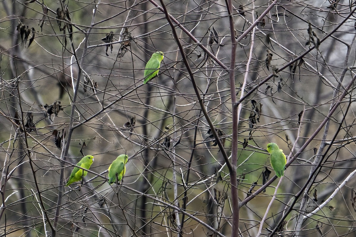 Riparian Parrotlet - ML623935535