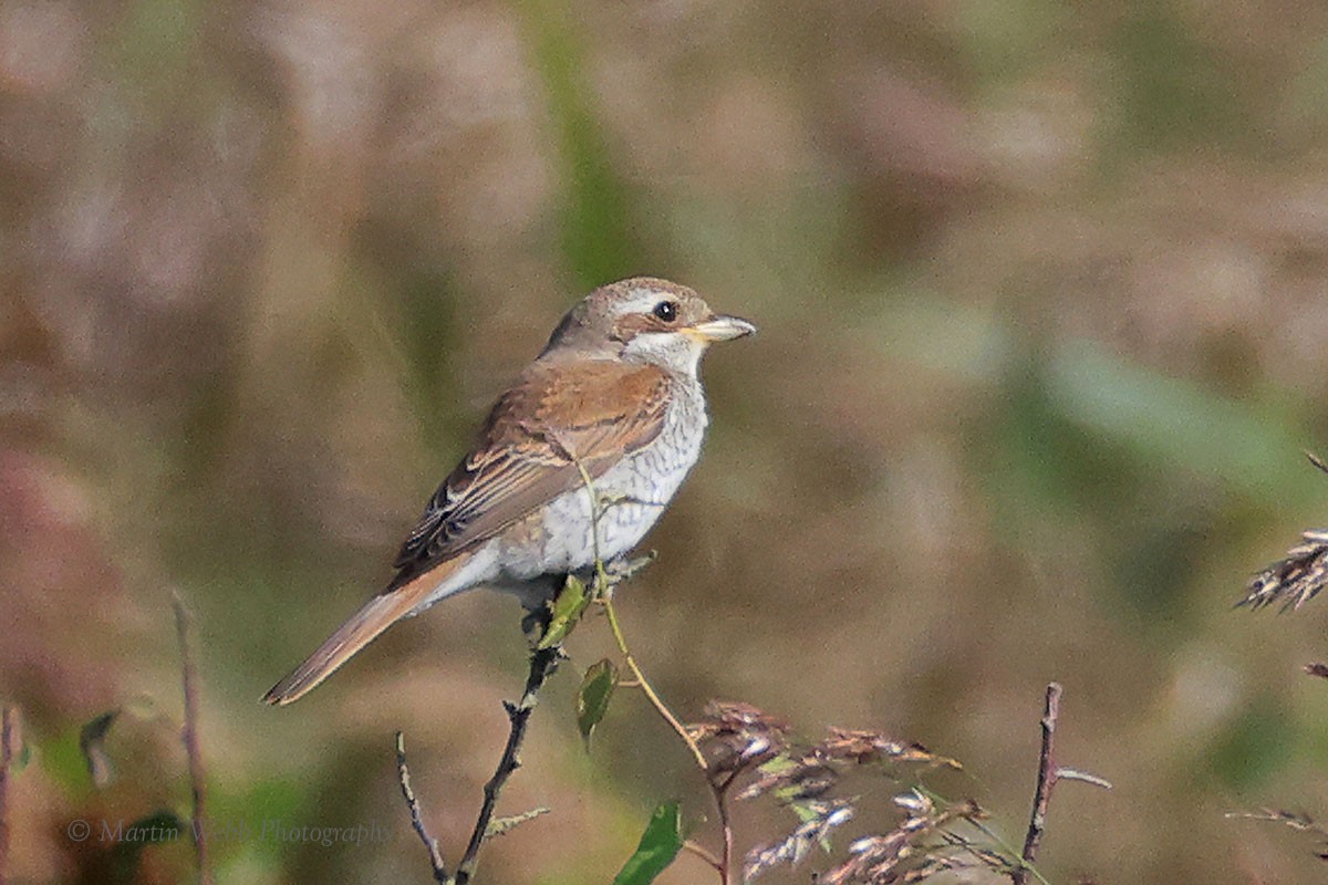 Red-backed Shrike - ML623935536