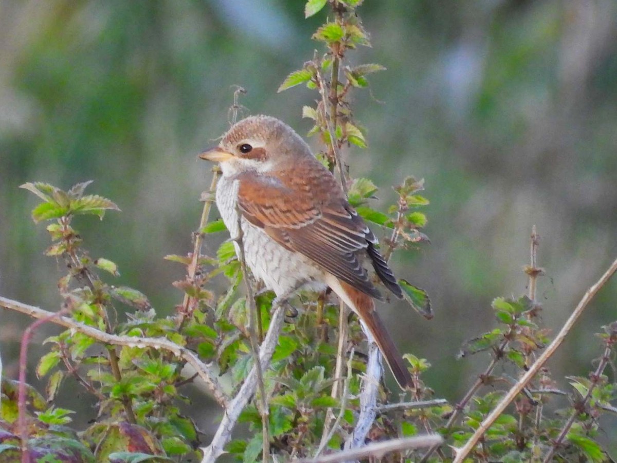 Red-backed Shrike - ML623935537