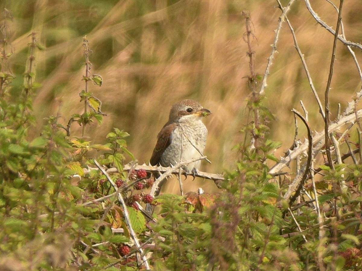 Red-backed Shrike - ML623935538