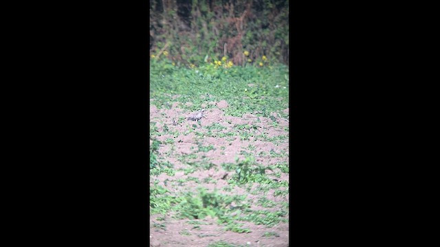 Antzandobi arrunta - ML623935540