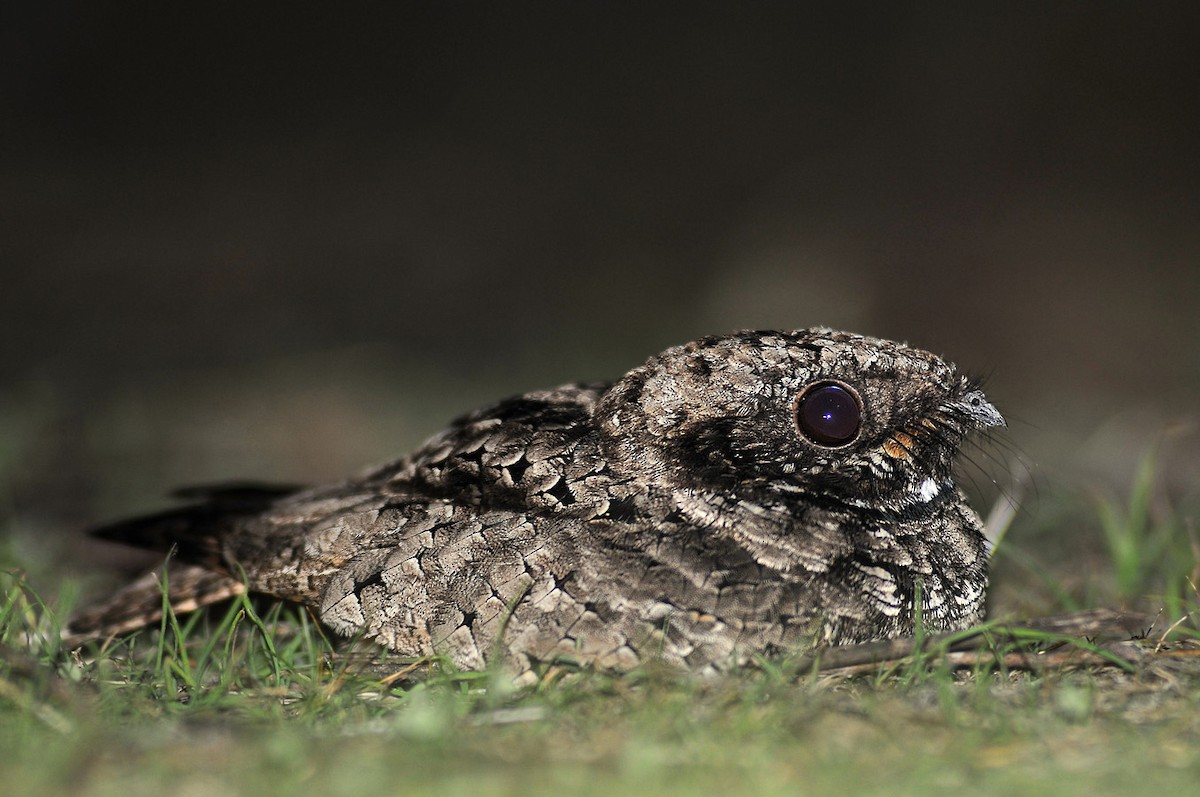 Common Poorwill - ML623935573