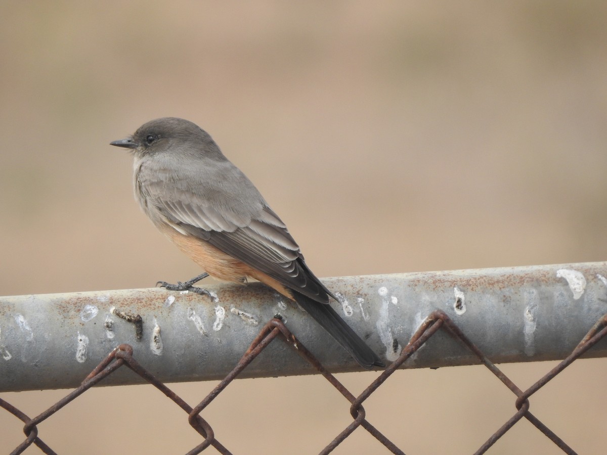 Say's Phoebe - Layton Pace