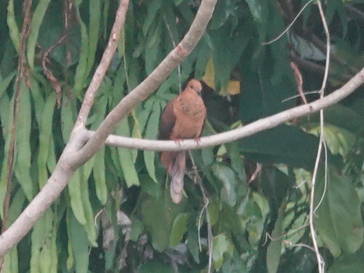 Mackinlay's Cuckoo-Dove - Whitney Mortimer