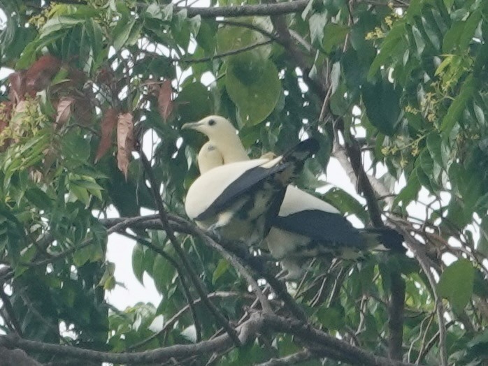 Yellowish Imperial-Pigeon - ML623935606