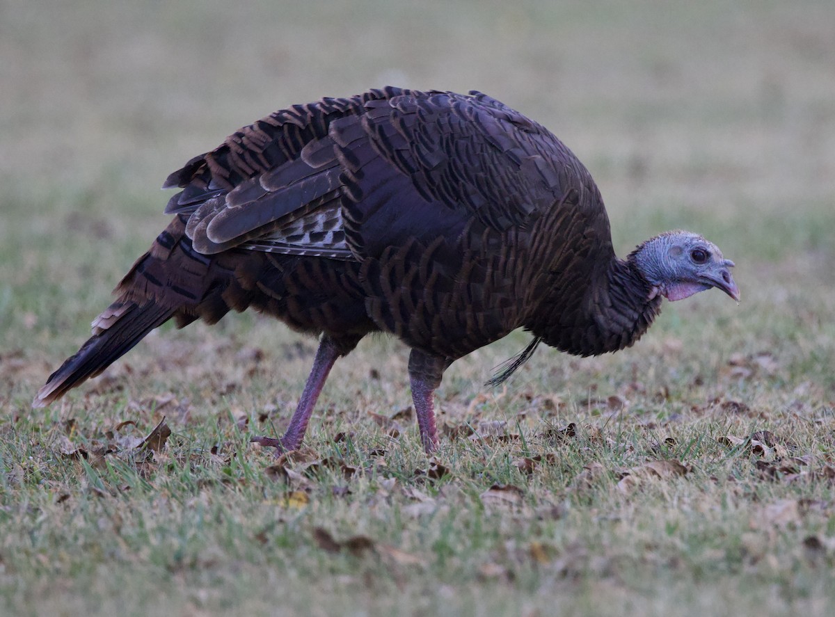 Wild Turkey - ML623935614