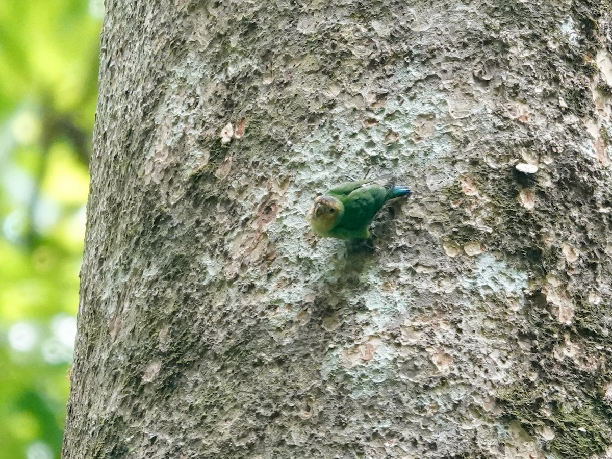 Buff-faced Pygmy-Parrot - ML623935617