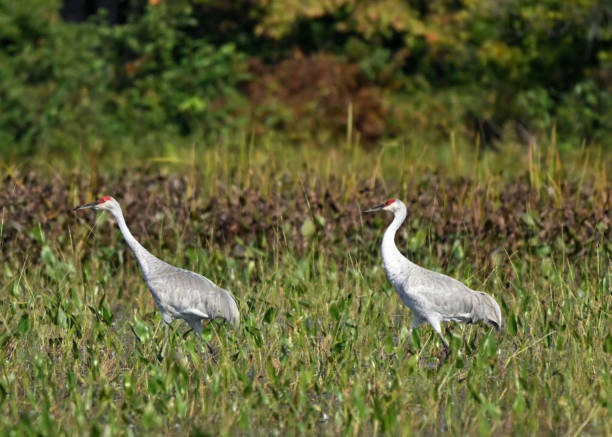 Sandhill Crane - ML623935624