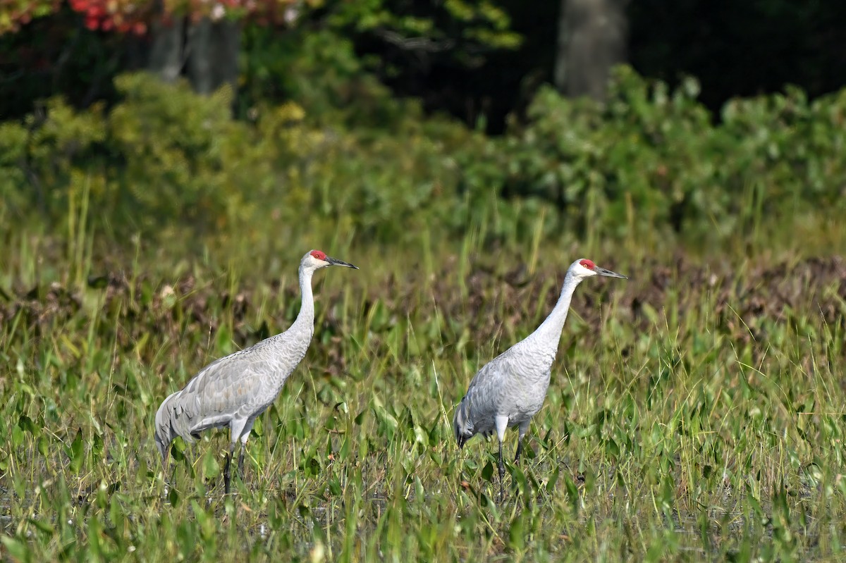 Grulla Canadiense - ML623935629