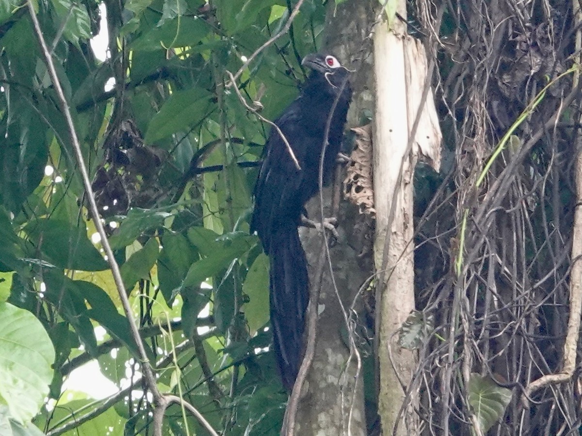 Violaceous Coucal - ML623935645