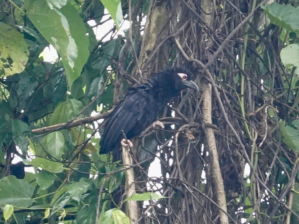 Violaceous Coucal - ML623935646