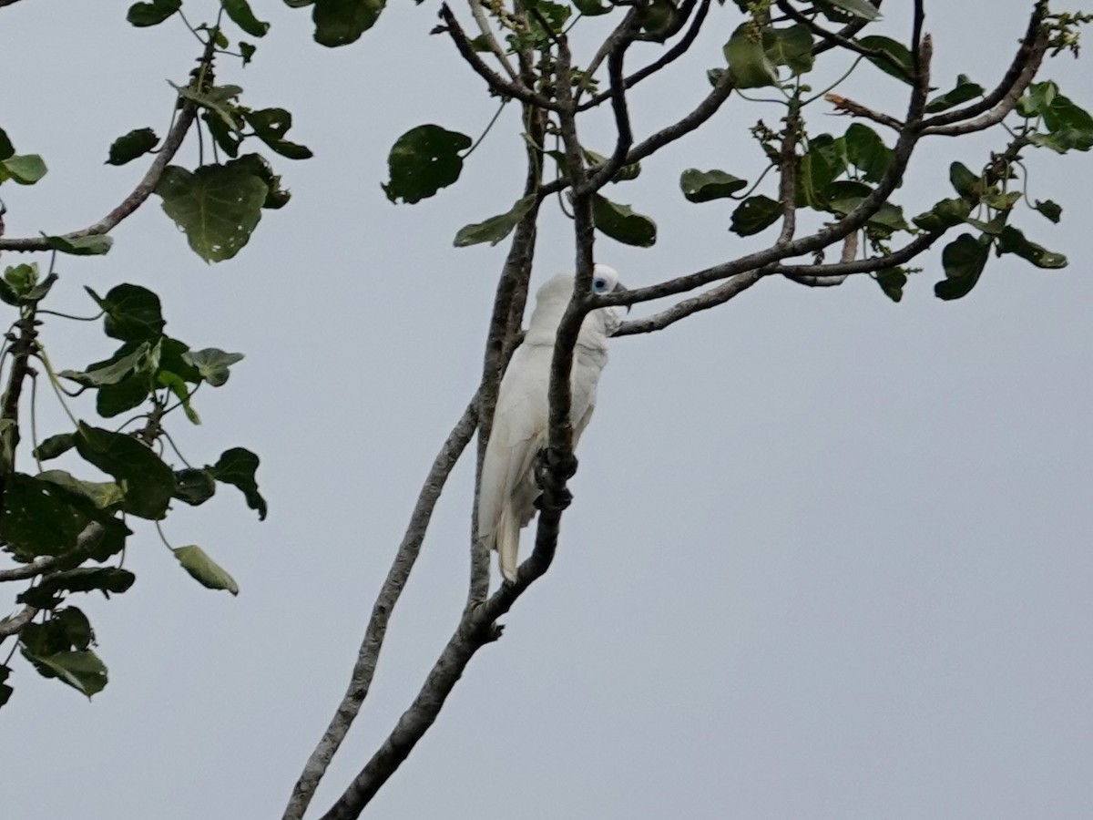 Blue-eyed Cockatoo - ML623935647