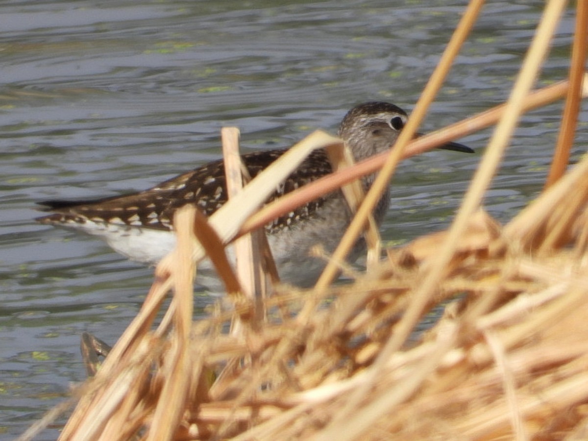 Wood Sandpiper - ML623935652