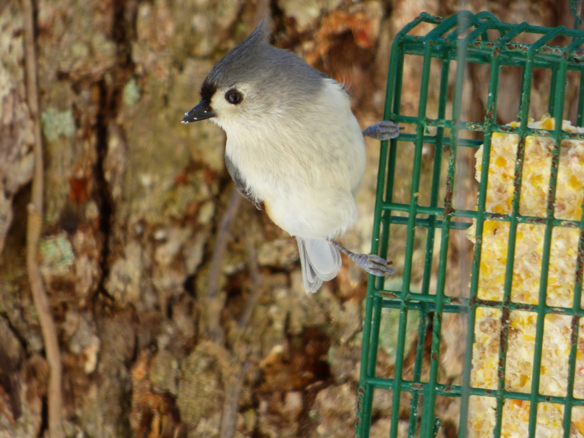 Mésange bicolore - ML623935671