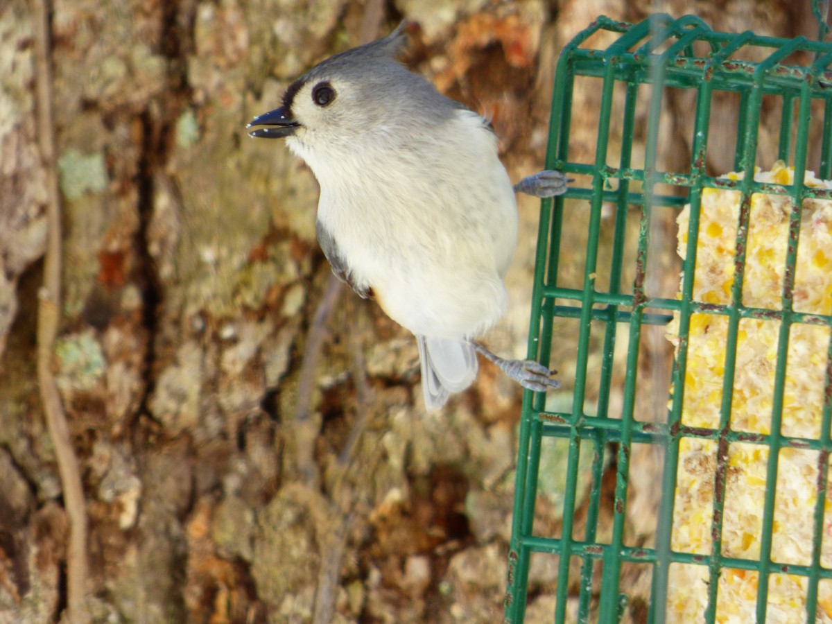 Mésange bicolore - ML623935672