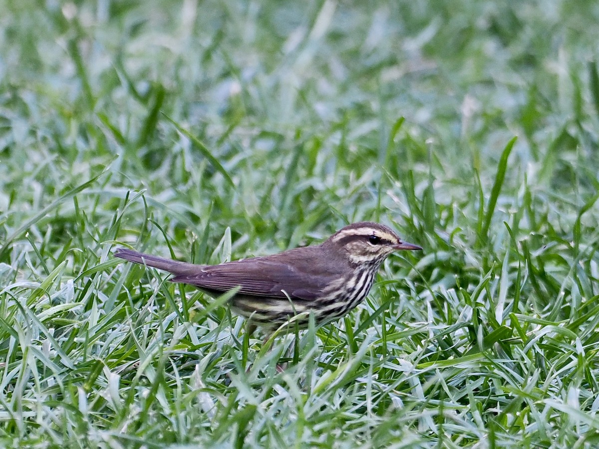 Northern Waterthrush - ML623935673