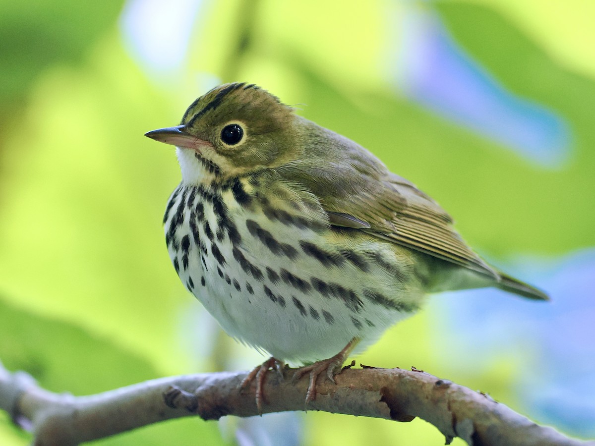 Ovenbird - ML623935680