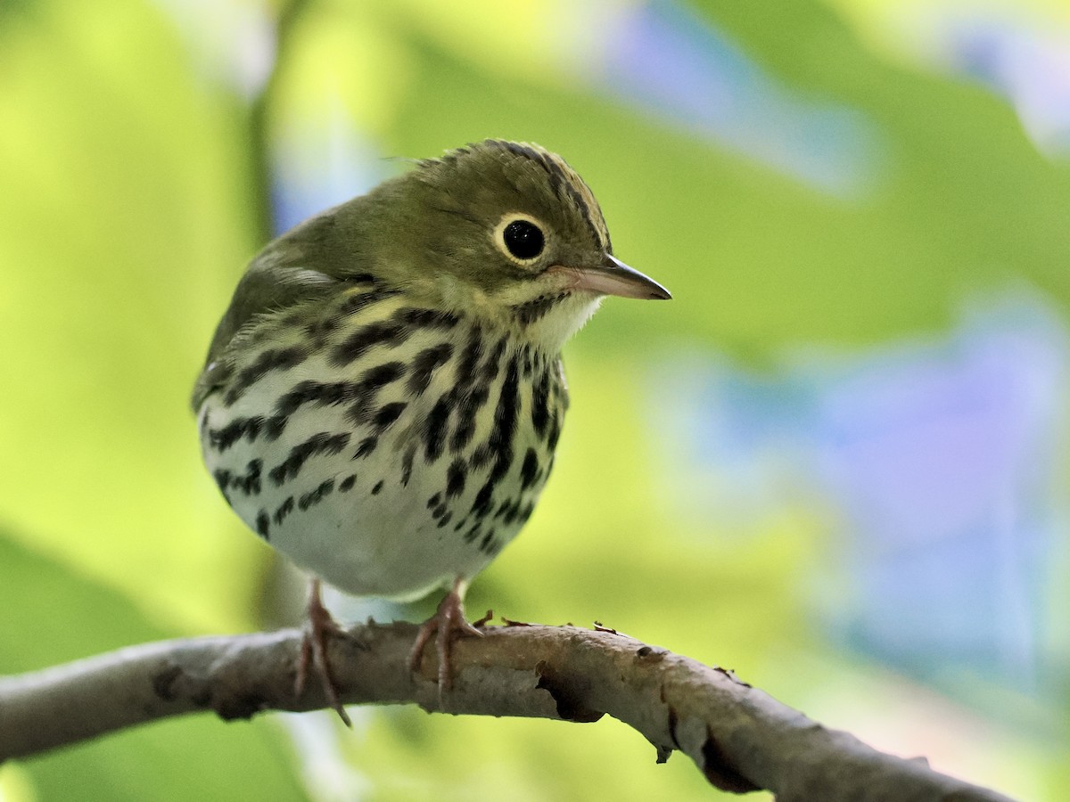 Ovenbird - ML623935683