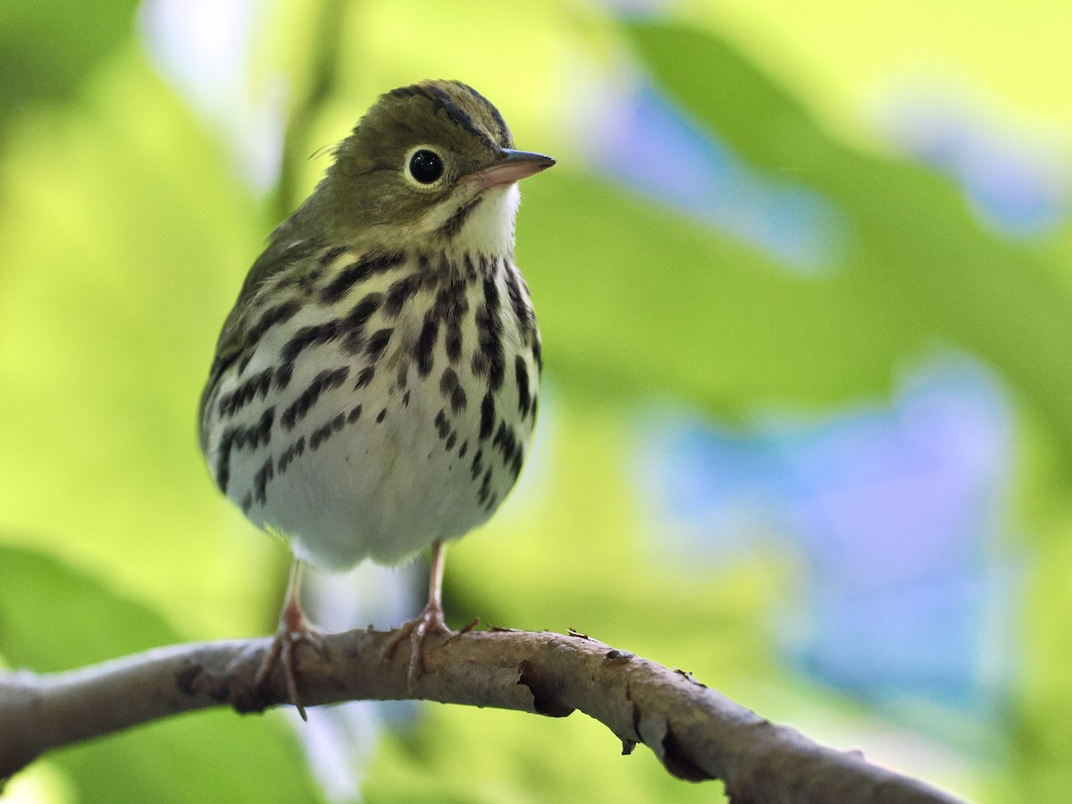 Ovenbird - ML623935684