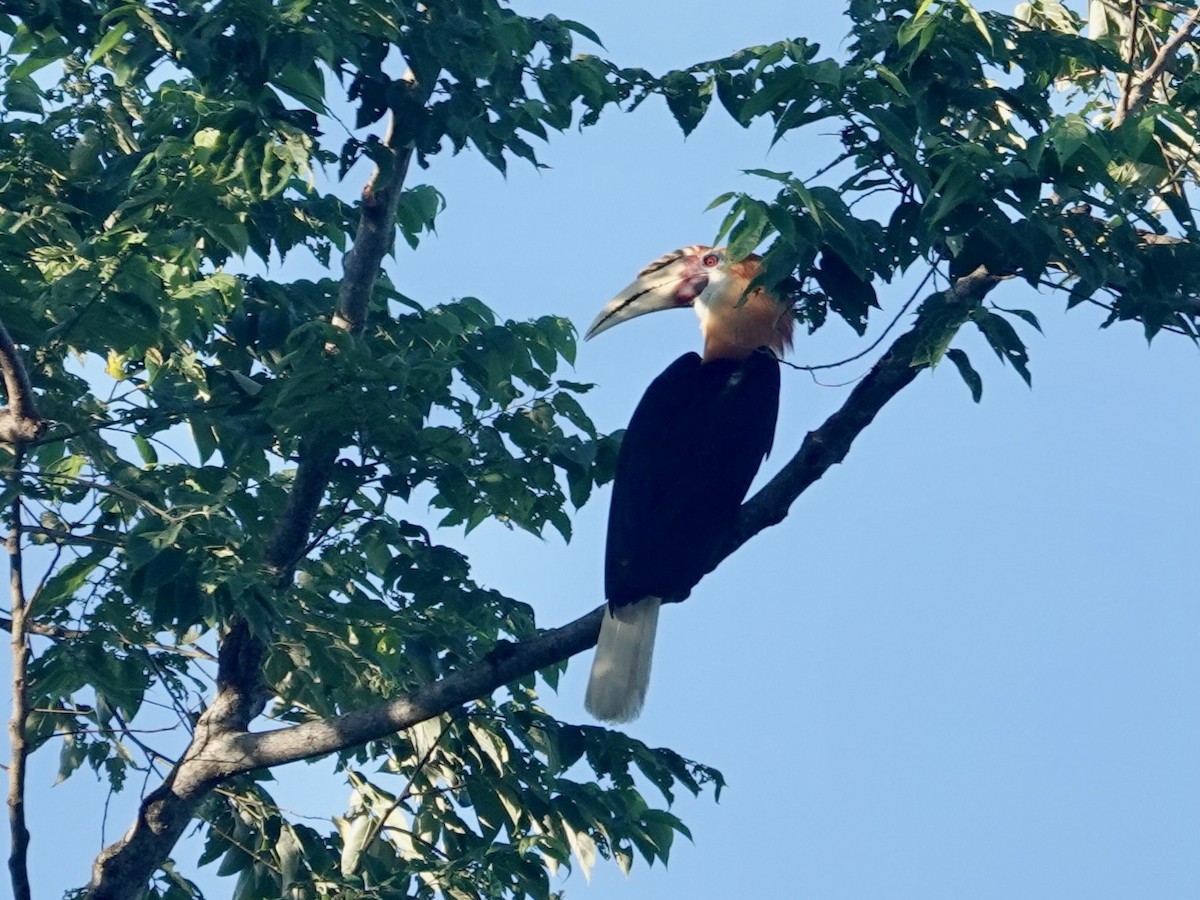 Blyth's Hornbill - ML623935685