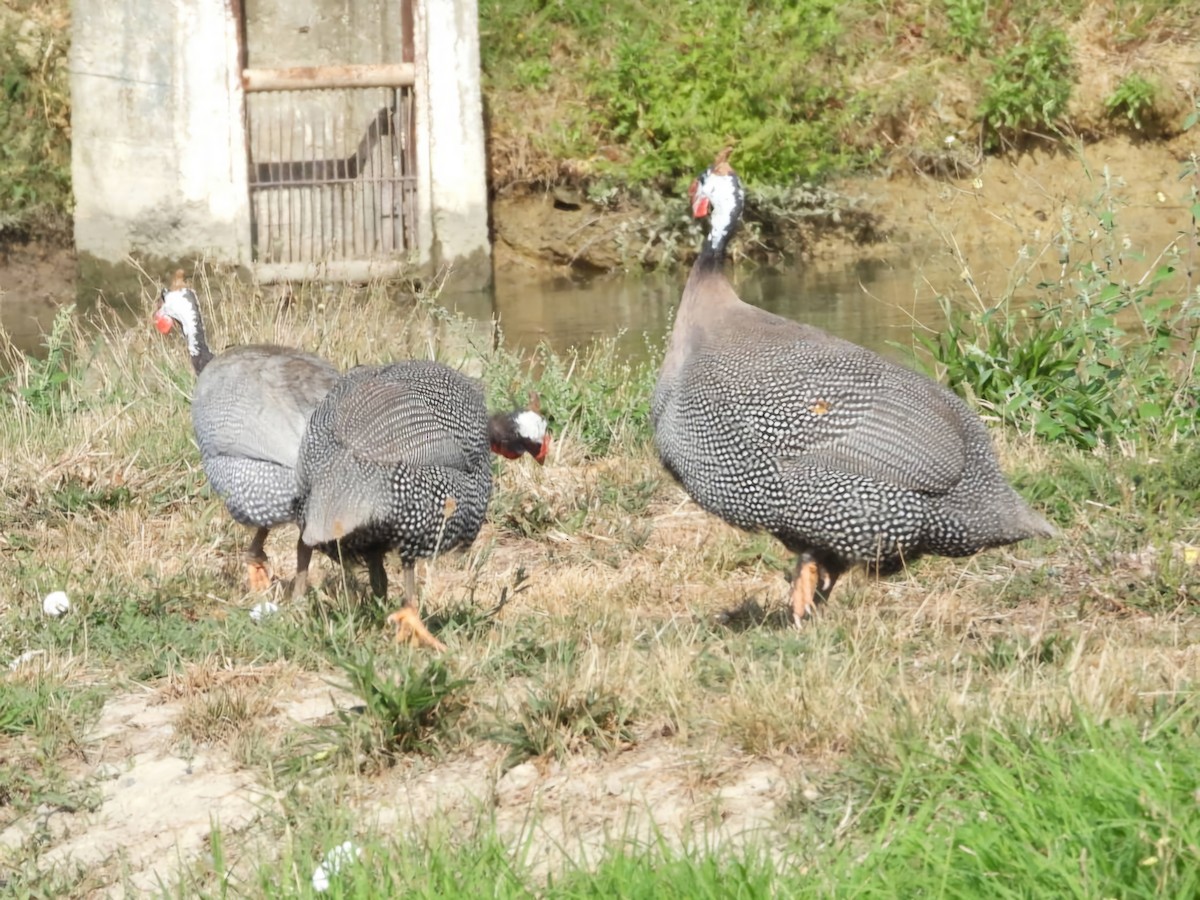 Helmeted Guineafowl (Domestic type) - ML623935687