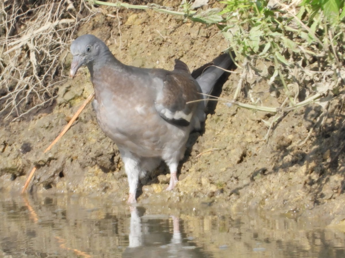 Common Wood-Pigeon - ML623935699