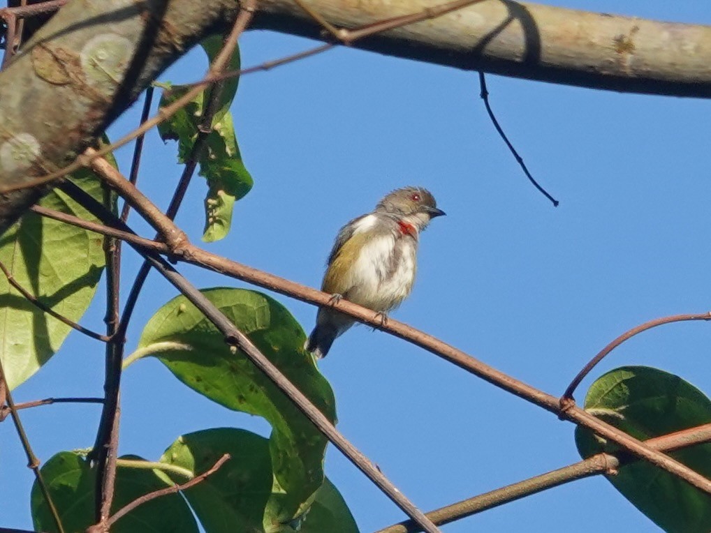 Red-banded Flowerpecker - ML623935700