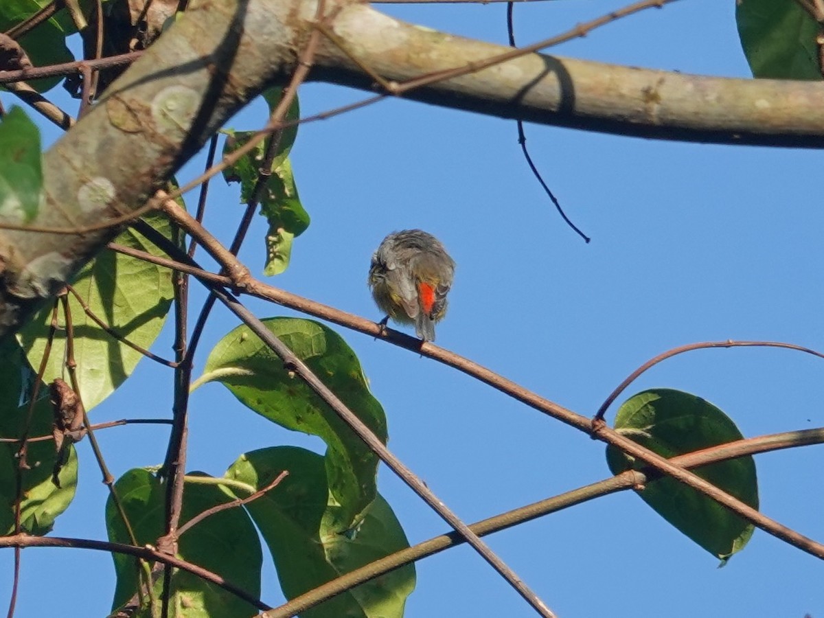 Red-banded Flowerpecker - ML623935701