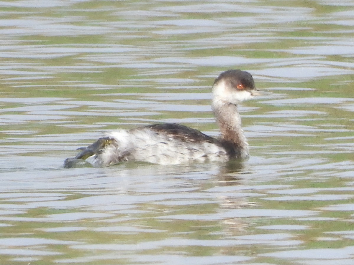 Eared Grebe - ML623935703