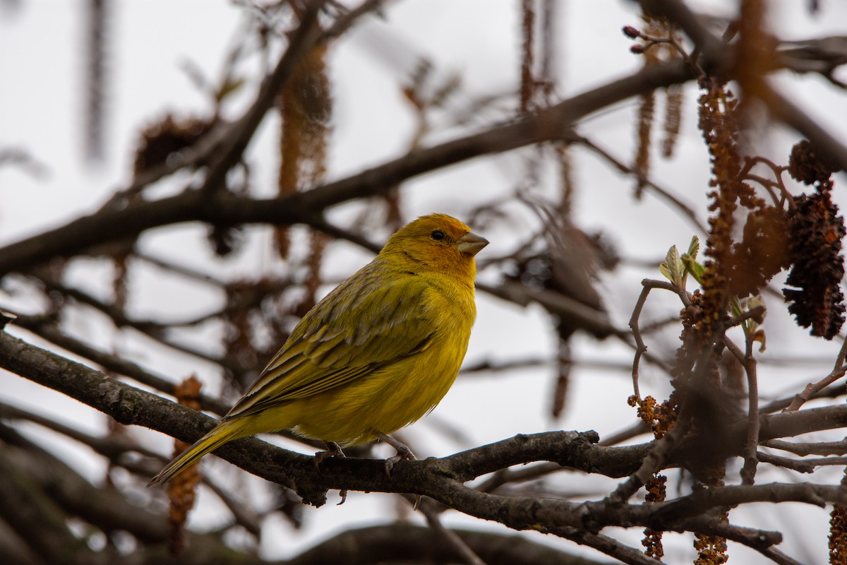 Saffron Finch - ML623935706