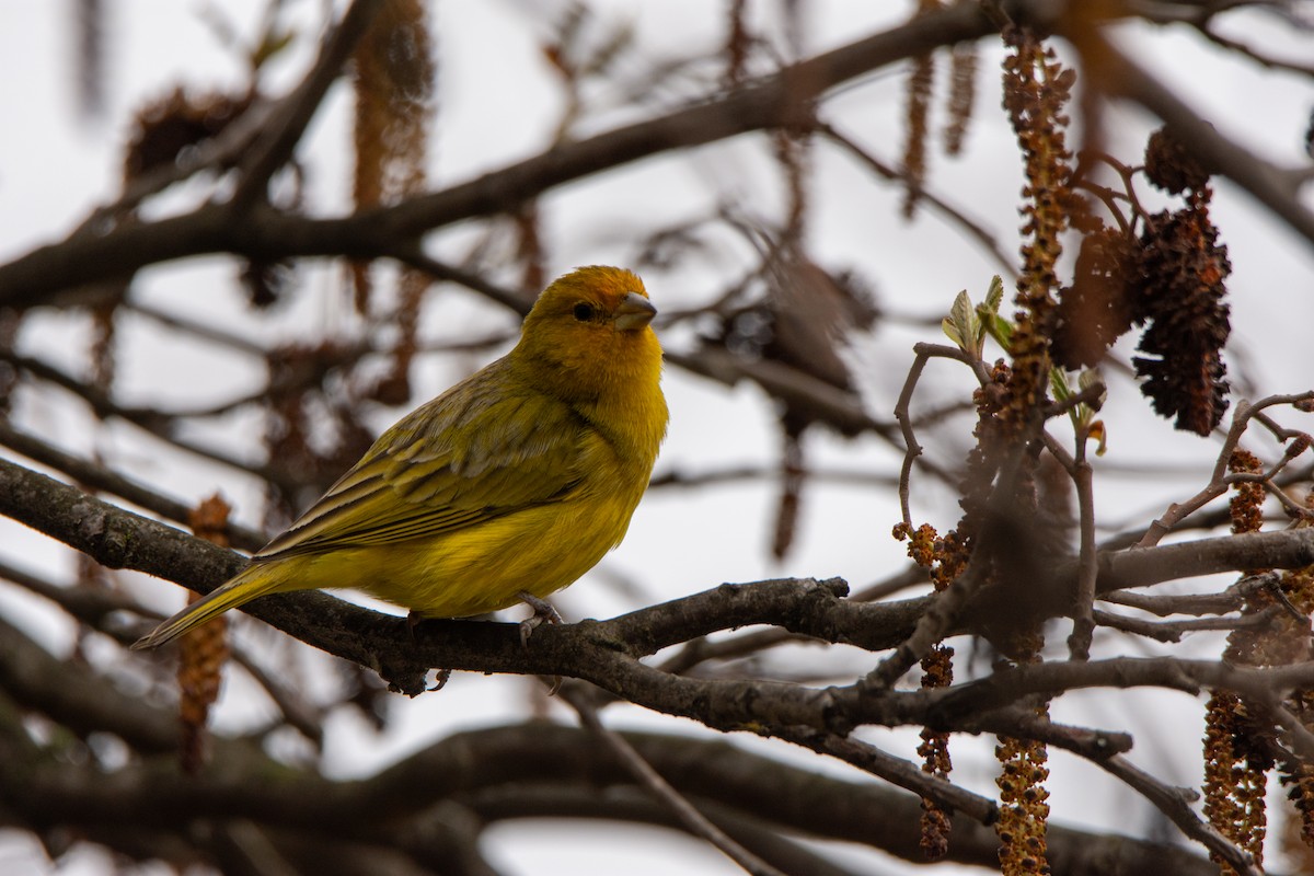 Saffron Finch - ML623935707