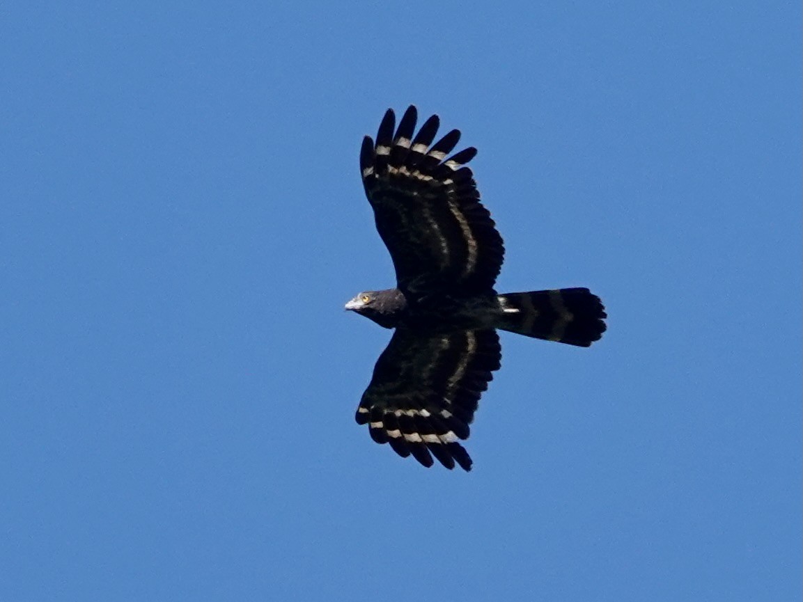 Black Honey-buzzard - ML623935711