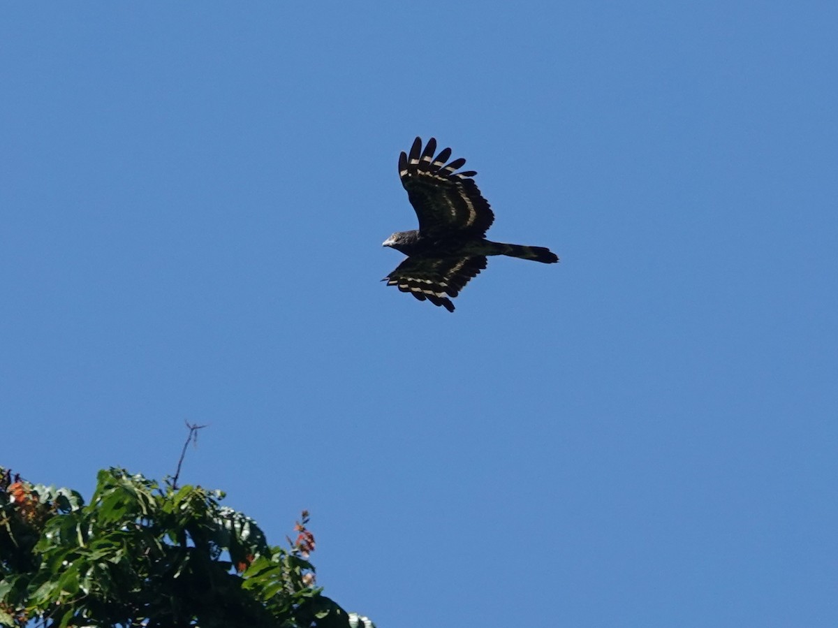 Black Honey-buzzard - ML623935713