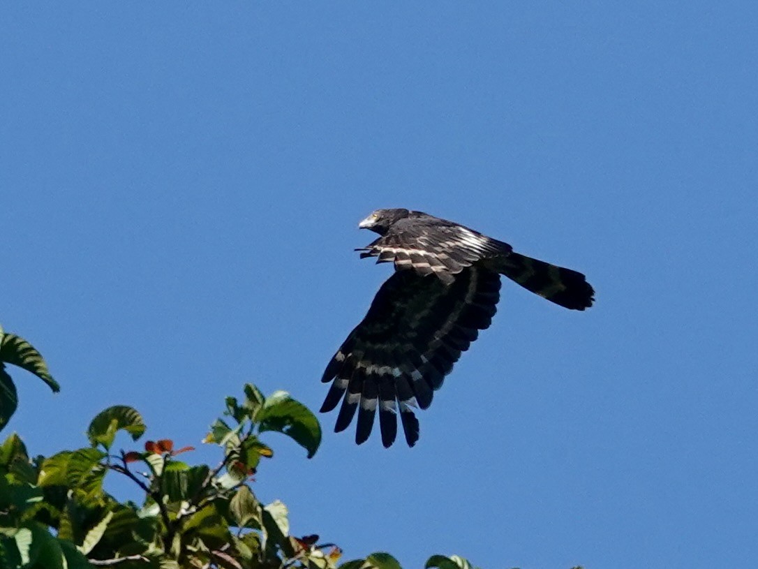 Black Honey-buzzard - ML623935714