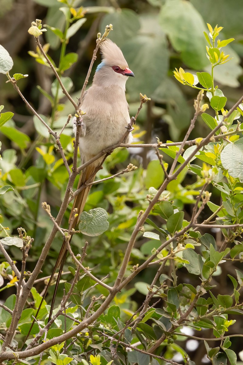 Blue-naped Mousebird - ML623935718