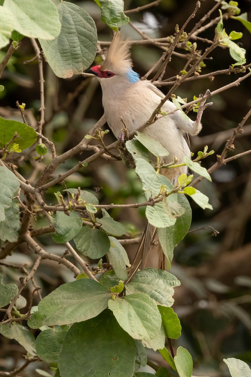 Blue-naped Mousebird - ML623935720