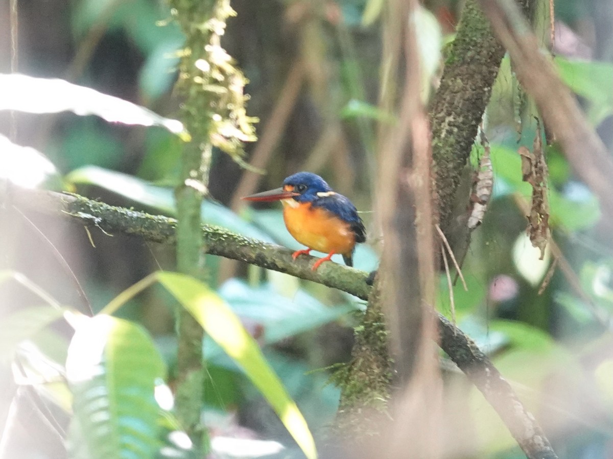 New Britain Dwarf-Kingfisher - ML623935728