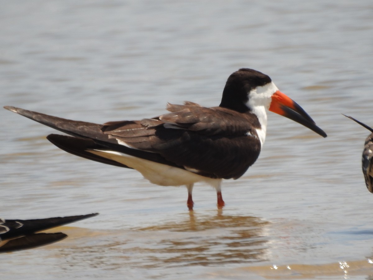 Black Skimmer - ML623935734