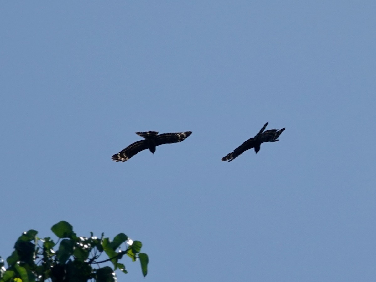 Black Honey-buzzard - ML623935737