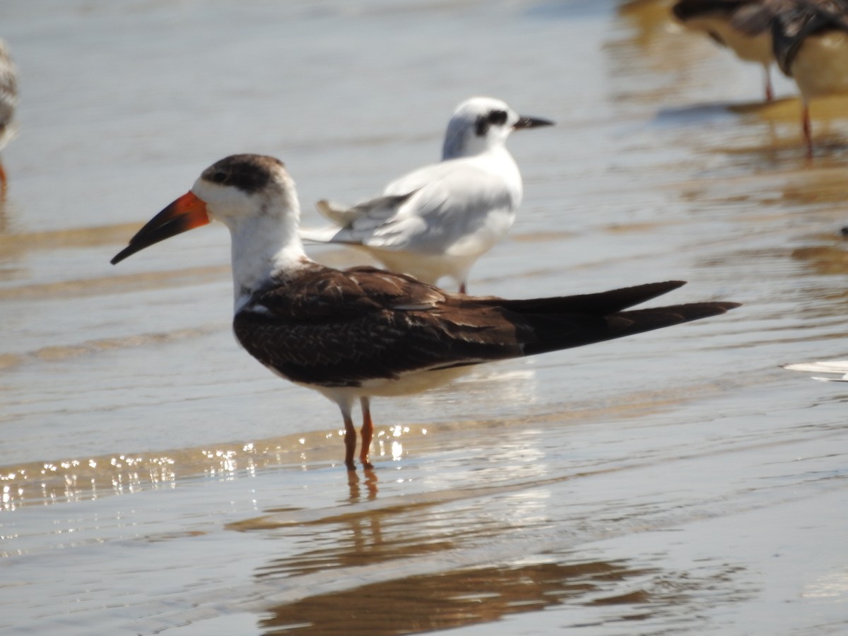 Black Skimmer - ML623935739