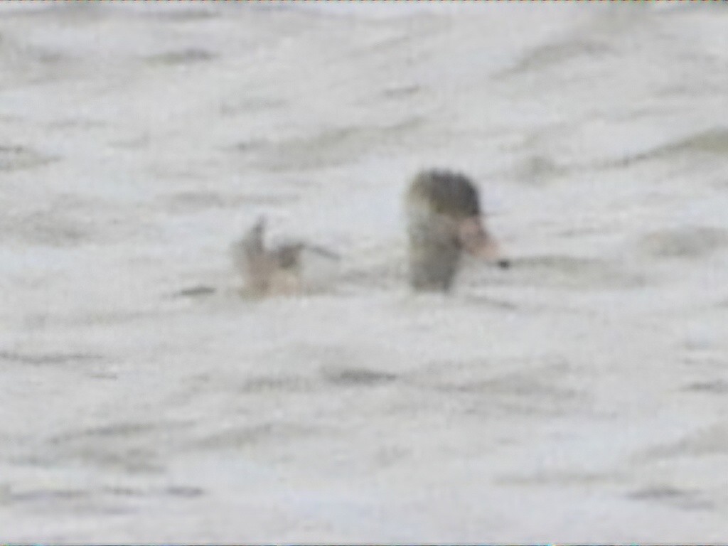 Red-crested Pochard - ML623935741