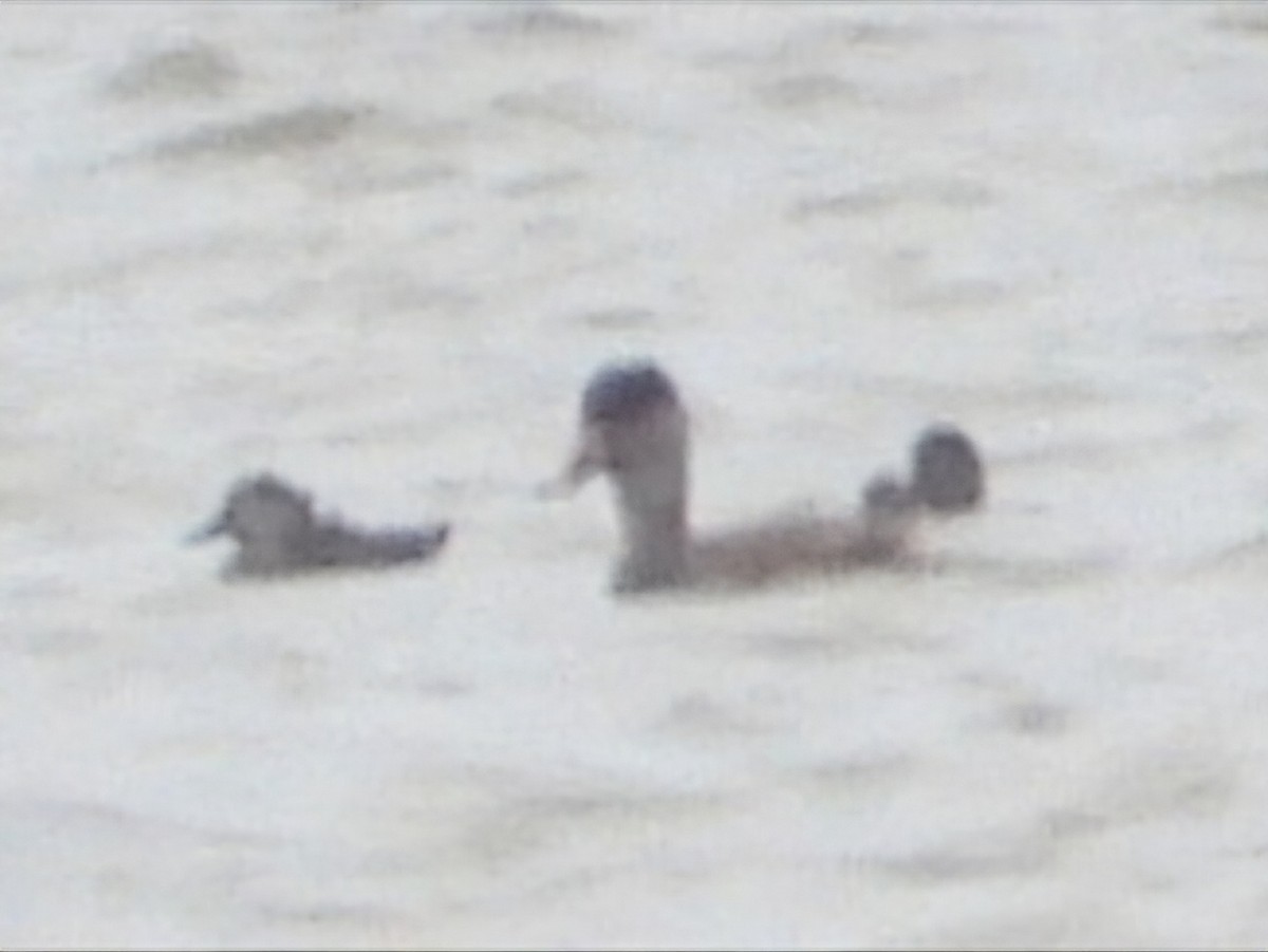 Red-crested Pochard - ML623935743