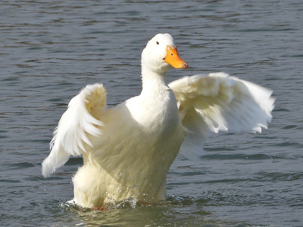 Mallard (Domestic type) - Ivan V