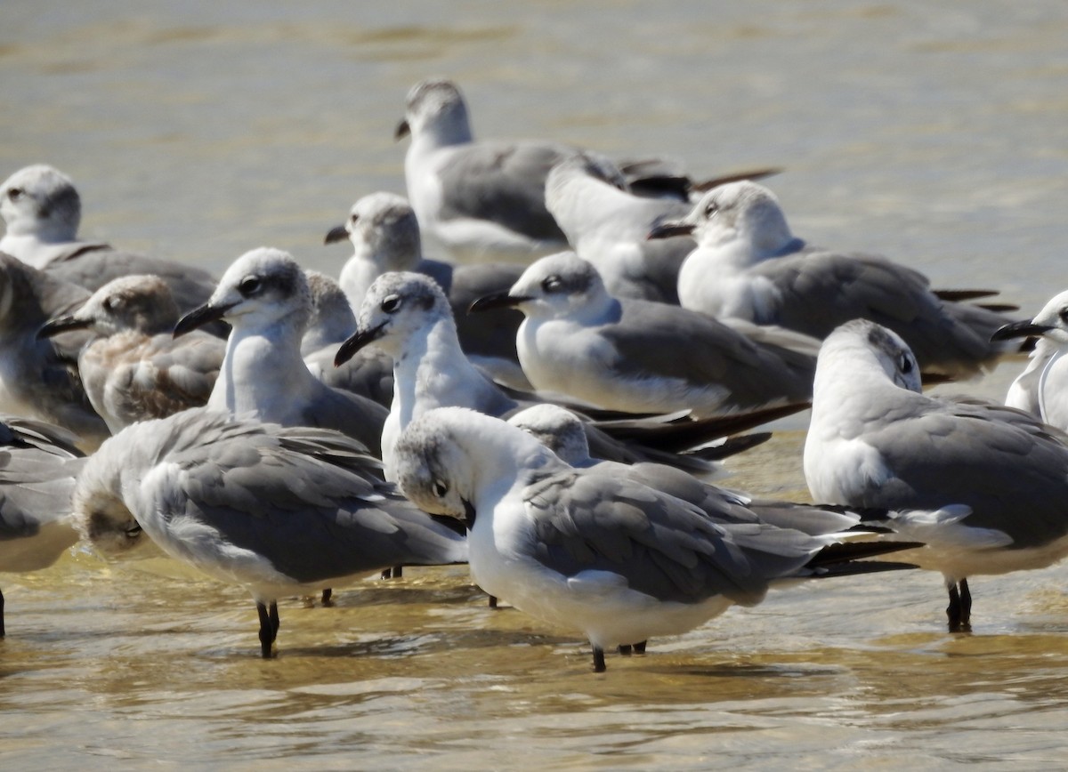 Laughing Gull - ML623935758