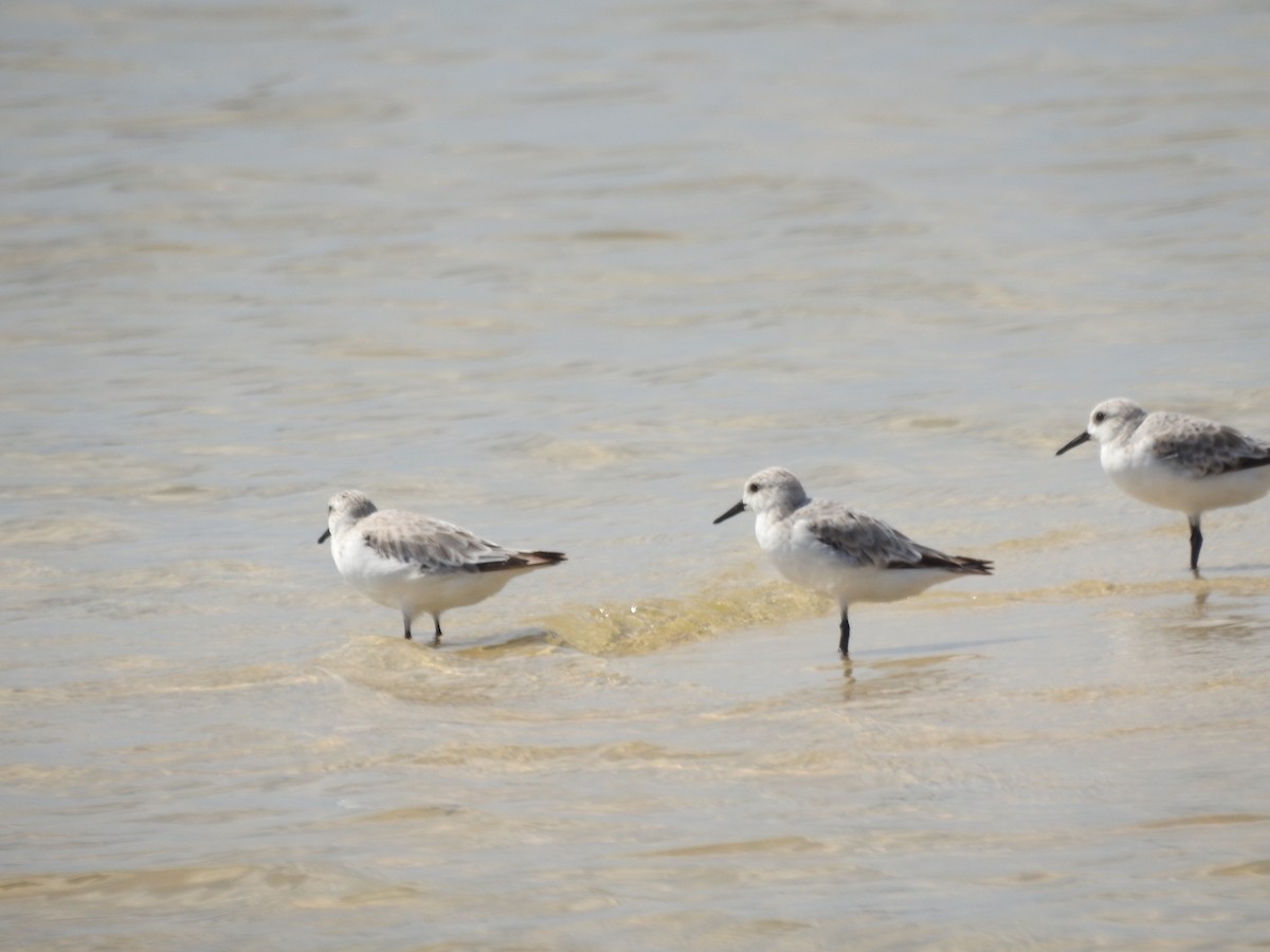 Sanderling - ML623935766