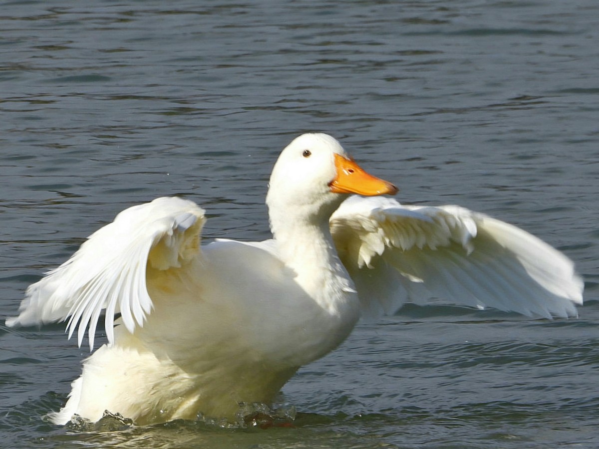 Mallard (Domestic type) - ML623935768