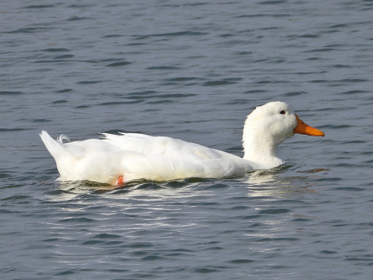 Mallard (Domestic type) - ML623935769