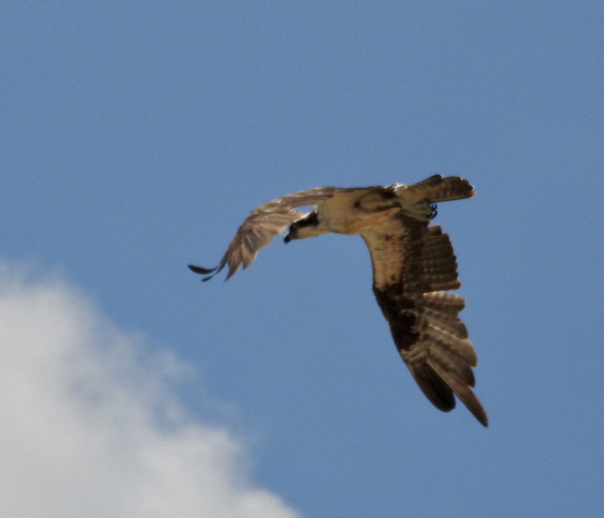 Osprey - ML623935775