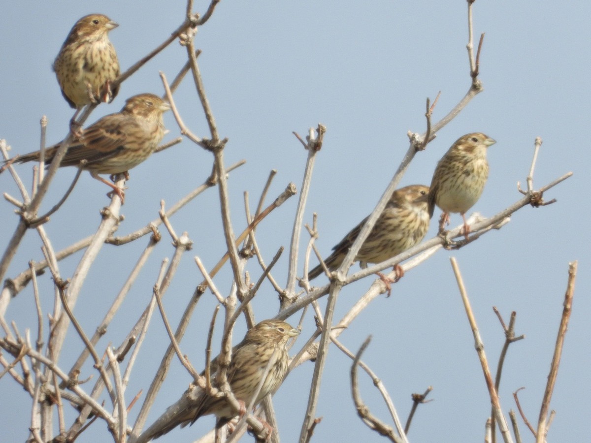 Corn Bunting - ML623935781